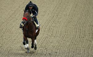 Preakness Stakes - Previews